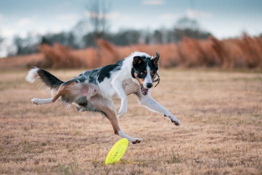 a happy dog navigating an agility course