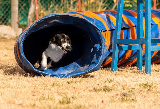 happy puppy practicing agility