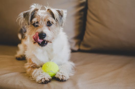 puppy playing with a ball