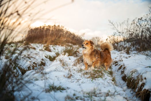 calm puppy exploring new surroundings