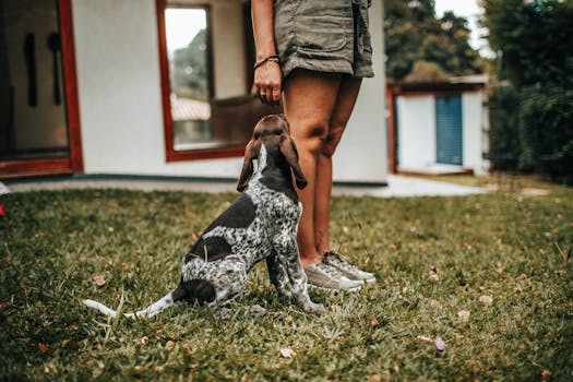 dog training session with owner