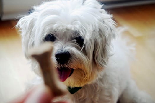 puppy training with treats