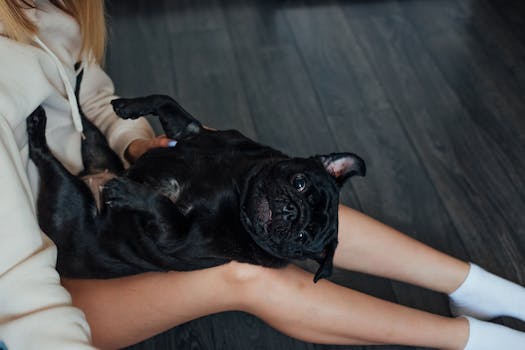 happy dog playing with its owner