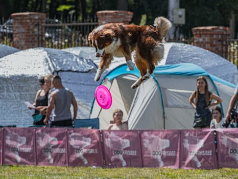 dog performing tricks