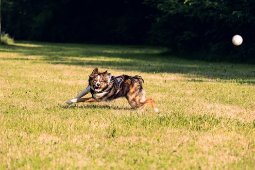Dog training session in action