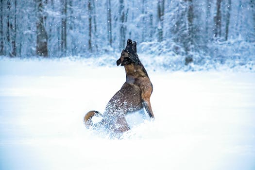 Puppy jumping with joy