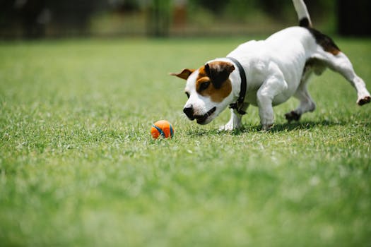 Happy dog jumping through a hoop