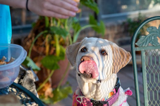 puppy focusing on owner