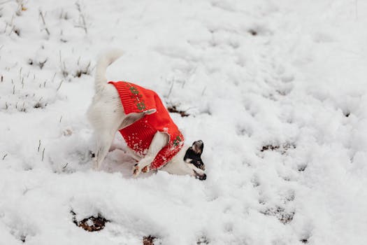 happy dog exploring the outdoors