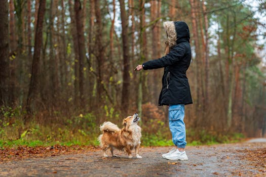 dog learning obedience commands
