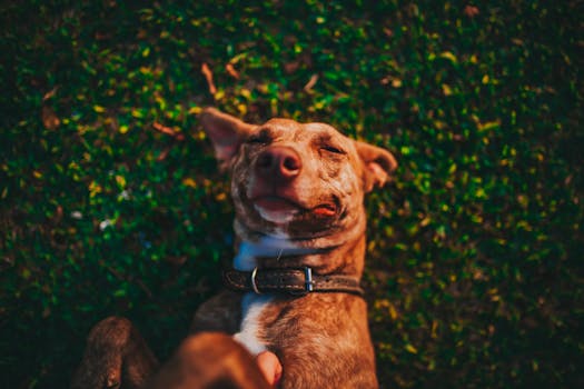happy puppy outside