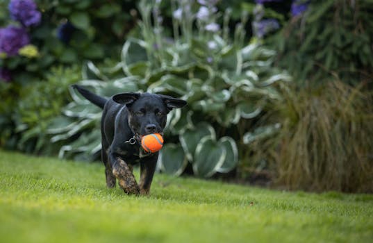 puppy playing during training