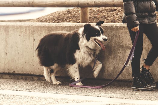 puppy learning to walk on a leash