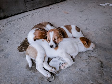 dogs playing together peacefully