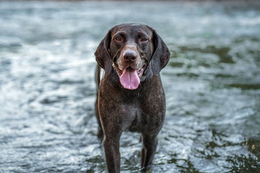 puppy looking nervous in a new environment
