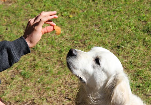 training puppy with treats