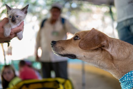 puppy meeting other dogs at the dog park