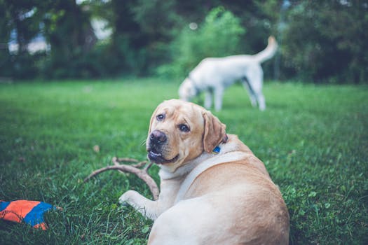 Labrador Retriever playing with a family