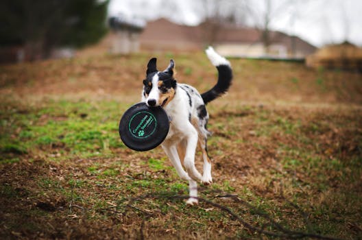 puppy playing with a toy