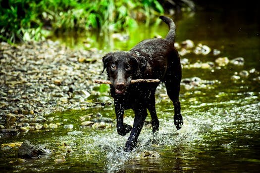 happy puppy running