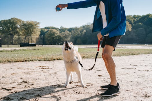 dog and owner playing fetch