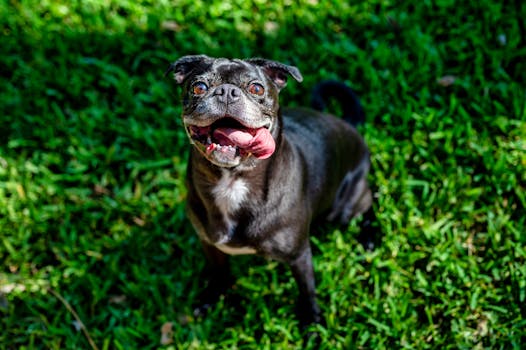 happy puppy enjoying a walk