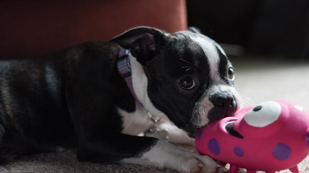 puppy playing with a chew toy